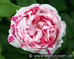 Variegata di Bologna