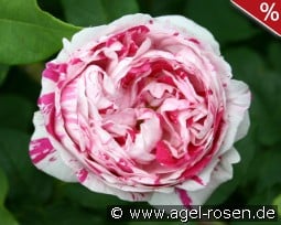Variegata di Bologna kaufen, click for more details Variegata di Bologna