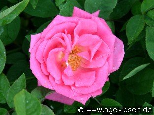 Zéphirine Drouhin