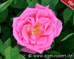 Zéphirine Drouhin kaufen, click for more details Zéphirine Drouhin