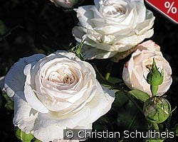 Boule de Neige kaufen, clicken für mehr Details Boule de Neige