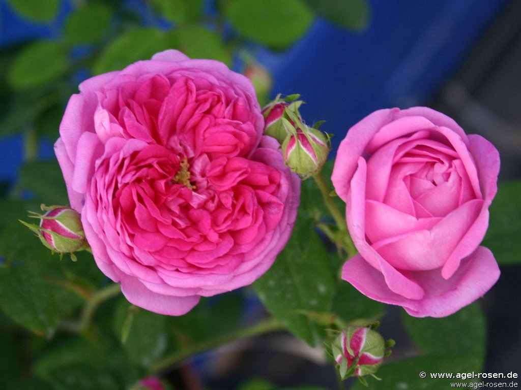 Rose ‘Charles Lawson‘ (wurzelnackte Rose)