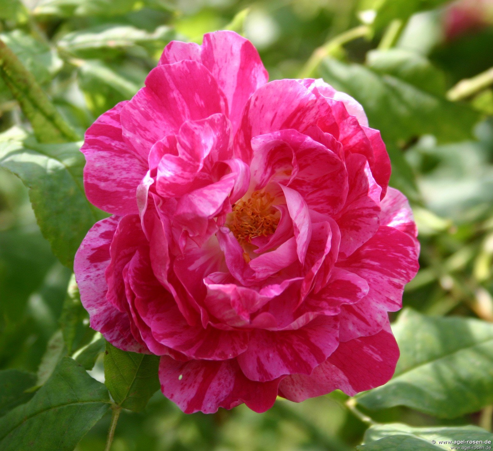 Rose ‘Commandant Beaurepaire‘ (2-Liter Biotopf)