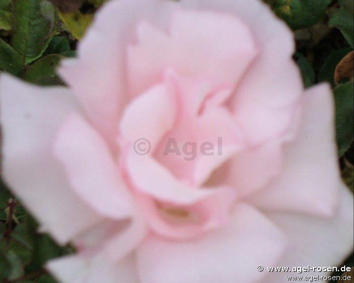 Rose ‘Kathleen Harrop‘ (wurzelnackte Rose)