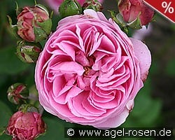 Louise Odier kaufen, clicken für mehr Details Louise Odier