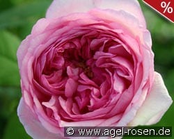 Mme. Ernest Calvat kaufen, clicken für mehr Details Mme. Ernest Calvat