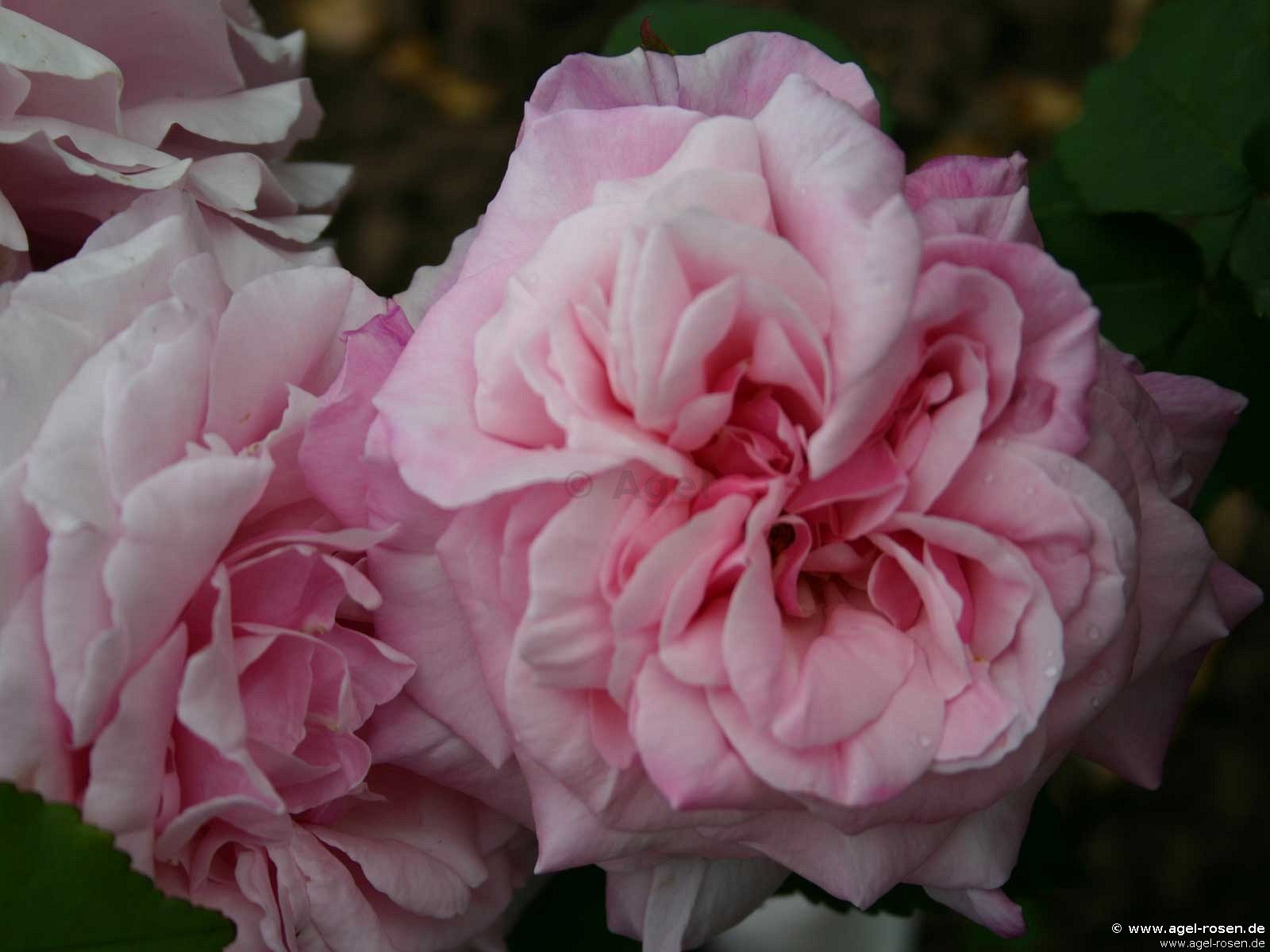 Rose ‘Mrs. Paul‘ (wurzelnackte Rose)
