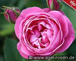 Reine Victoria kaufen, clicken für mehr Details Reine Victoria