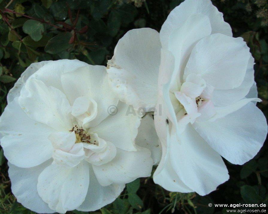 Rose ‘Souvenir de St. Anne‘s‘ (wurzelnackte Rose)