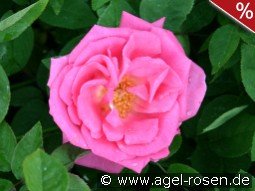 Zéphirine Drouhin