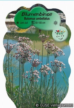 Blumenbinse
