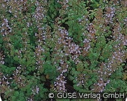 Steinquendel, Bergminze kaufen, click for more details Steinquendel, Bergminze