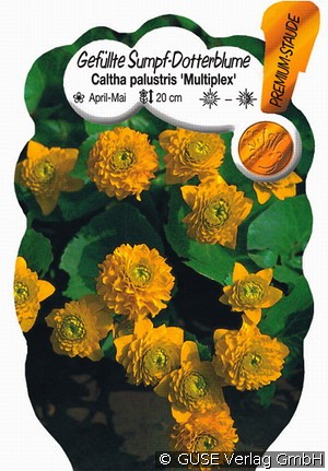 Gefüllte Sumpf-Dotterblume