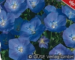 Karpaten-Glockenblume kaufen, clicken für mehr Details Karpaten-Glockenblume
