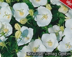 Karpaten-Glockenblume kaufen, clicken für mehr Details Karpaten-Glockenblume