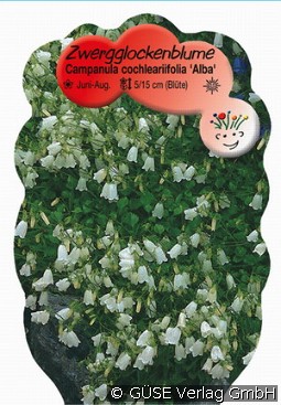 Zwerg-Glockenblume kaufen, click for more details Zwerg-Glockenblume