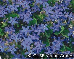 Polster-Glockenblume kaufen, click for more details Polster-Glockenblume