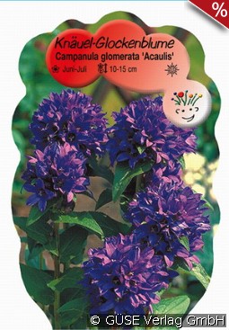 Knäuel-Glockenblume