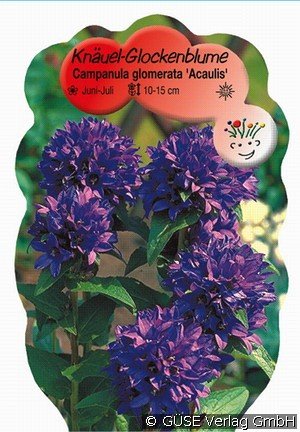 Knäuel-Glockenblume