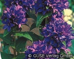 Knäuel-Glockenblume kaufen, click for more details Knäuel-Glockenblume