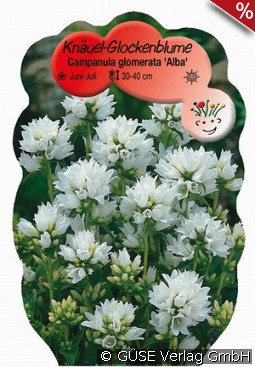 Knäuel-Glockenblume