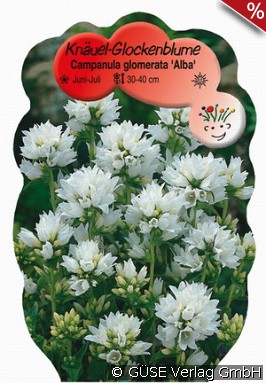 Knäuel-Glockenblume