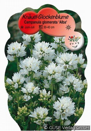 Knäuel-Glockenblume