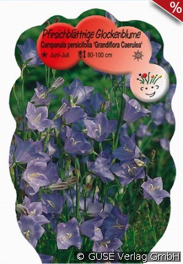 Glockenblume
