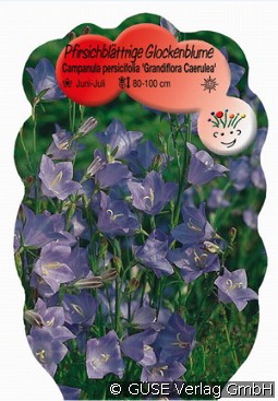 Glockenblume kaufen, click for more details Glockenblume
