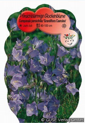 Glockenblume