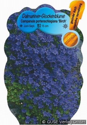 Glockenblume