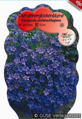Zwerg-Glockenblume