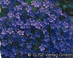 Zwerg-Glockenblume kaufen, clicken für mehr Details Zwerg-Glockenblume