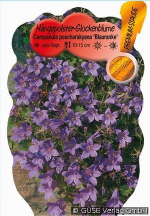 Polster-Glockenblume