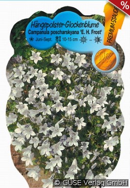 Polster-Glockenblume