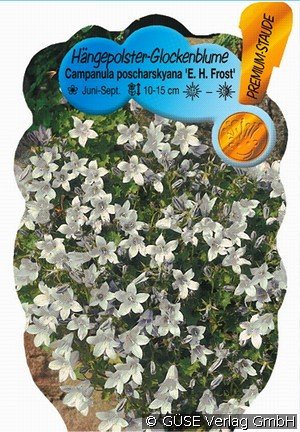 Polster-Glockenblume