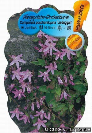 Polster-Glockenblume