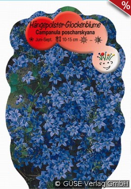 Polster-Glockenblume