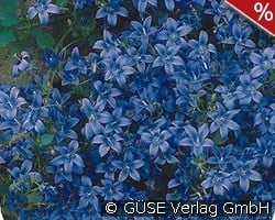 Polster-Glockenblume kaufen, clicken für mehr Details Polster-Glockenblume