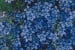Polster-Glockenblume