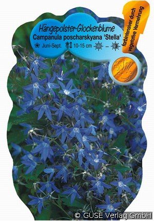 Polster-Glockenblume