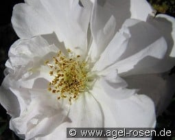 Henry Hudson kaufen, click for more details Henry Hudson