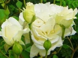 J.P. Connell kaufen, click for more details J.P. Connell