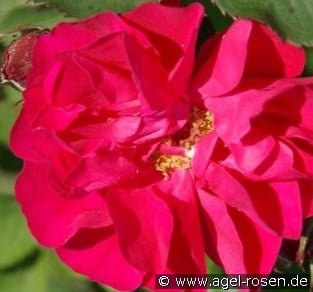 Morden Amorette
