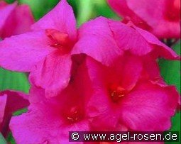 Canna City of Portland kaufen, click for more details Canna City of Portland