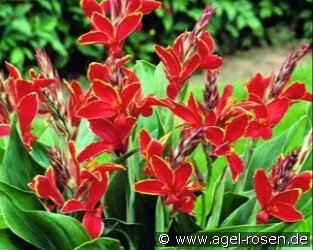 Canna Mini Lucifer