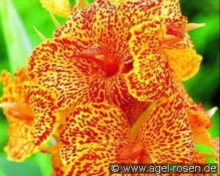 Canna Picasso