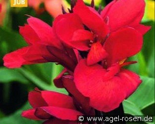 Canna Red Dazzler