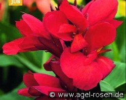 Canna Red Dazzler