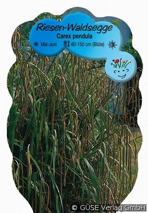 Riesen-Segge